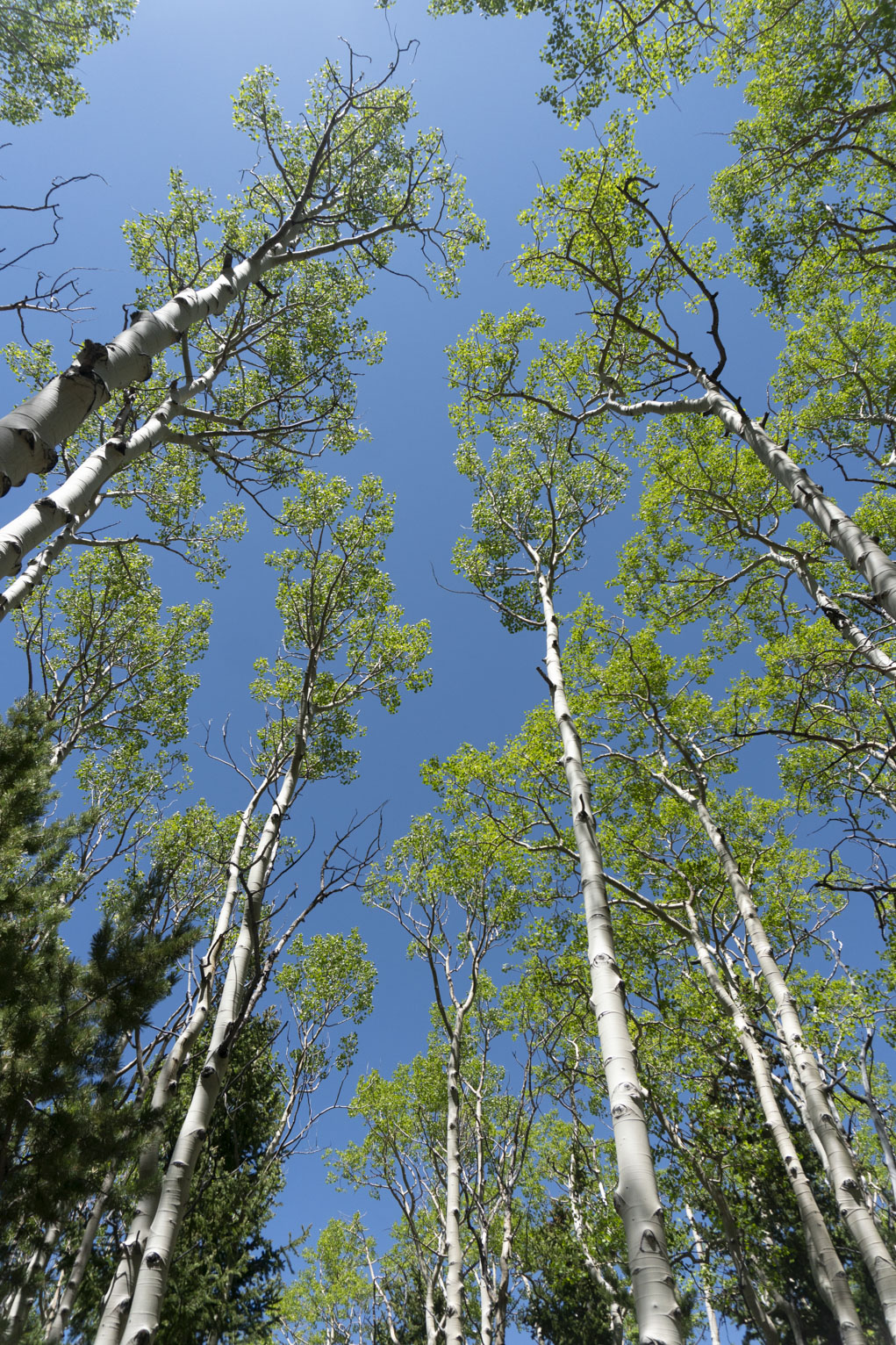 Looking up at leafy aspen trees against the blue sky